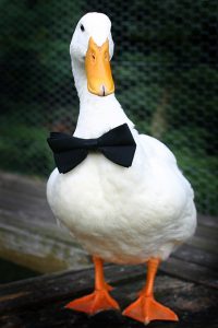 アフラックのイメージのアヒルの画像